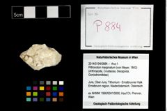 Foto (Objekt + Etikett) von Pithonoton marginatum (von Meyer, 1842)  (NHMW-GEO-2014-0194-0884)